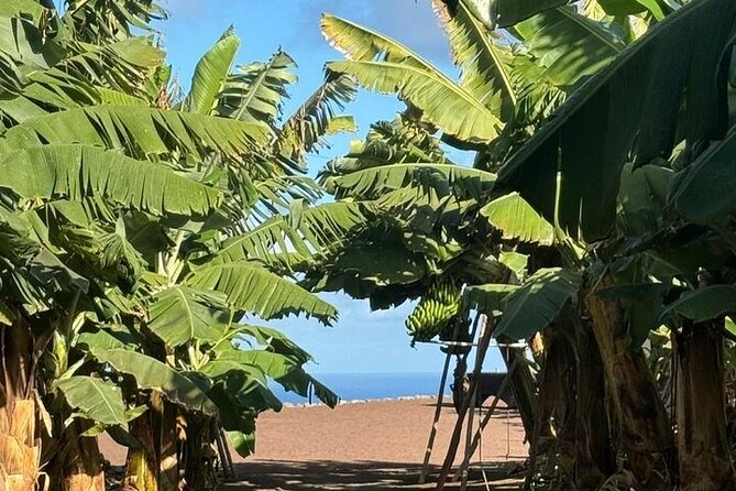 Banana Museum, Rum Distillery & Winery guided tour with tasting - Stop 6: Bodega Los Berrazales Coffee and Wine Tour With Tasting