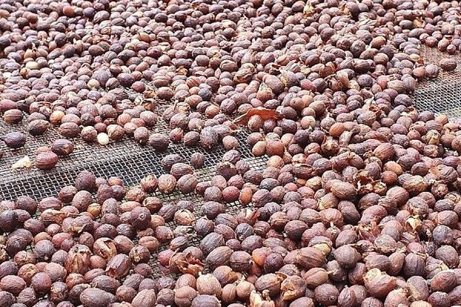 Banana Museum, Rum Distillery & Winery with Tasting: Premium tour - Stop 3: Arehucas Rum Distillery guided tour and cellars