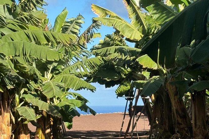 Banana Museum, Rum Distillery & Winery with Tasting: Premium tour - Stop 1: La Rekompensa museum guided visit (bananas, history, and how it all fits)
