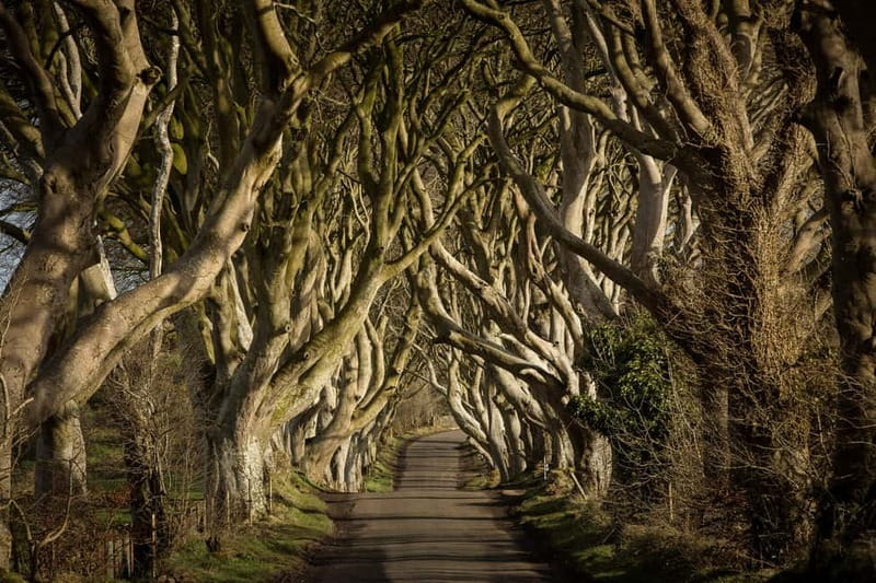 Belfast Giant's Causeway and Titanic Distillery Whiskey Tour - Key highlights you’ll remember