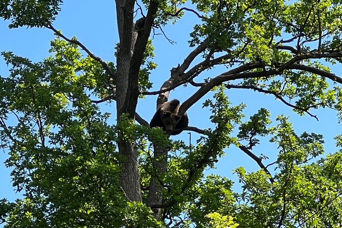Bran (Dracula) Castle, Bear Sanctuary, Rasnov Fortress & Palinca Distillery - Libearty Bear Sanctuary Zarnesti: The Guided Stop That Changes the Mood