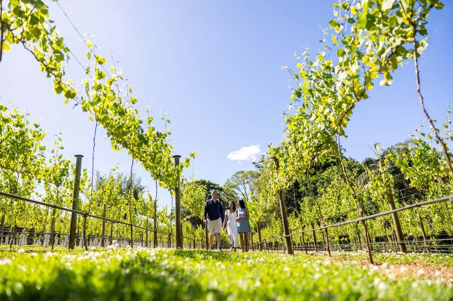 Brisbane: Boutique Winery Tour with Gourmet Lunch - Getting from Brisbane to Tamborine Mountain in comfort