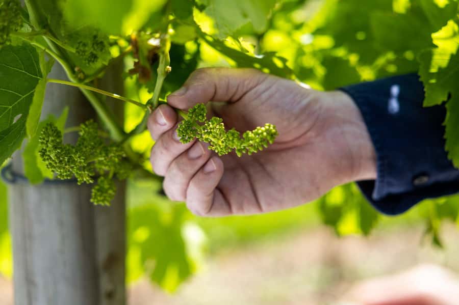 Brisbane: Boutique Winery Tour with Gourmet Lunch - The secret stop and why schedule drift matters