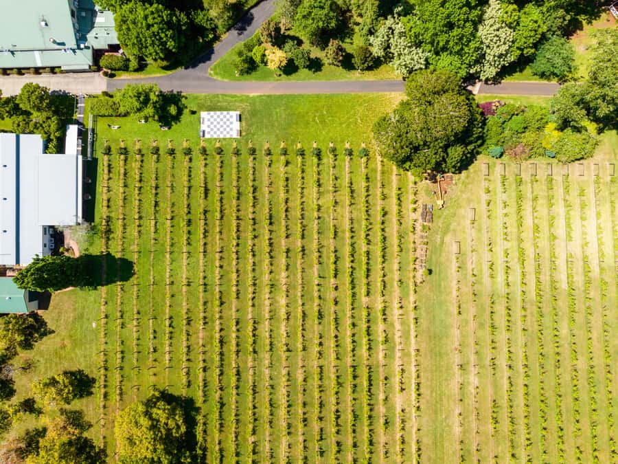 Brisbane: Boutique Winery Tour with Gourmet Lunch - Small-group size: the sweet spot, with one definition to confirm