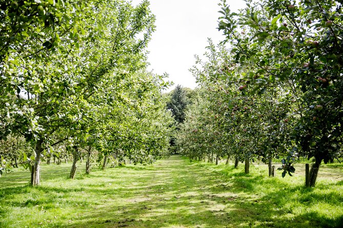 Classic Vineyard Distillery Tour and Tasting Experience in Jersey - Key Highlights to Know Before You Go