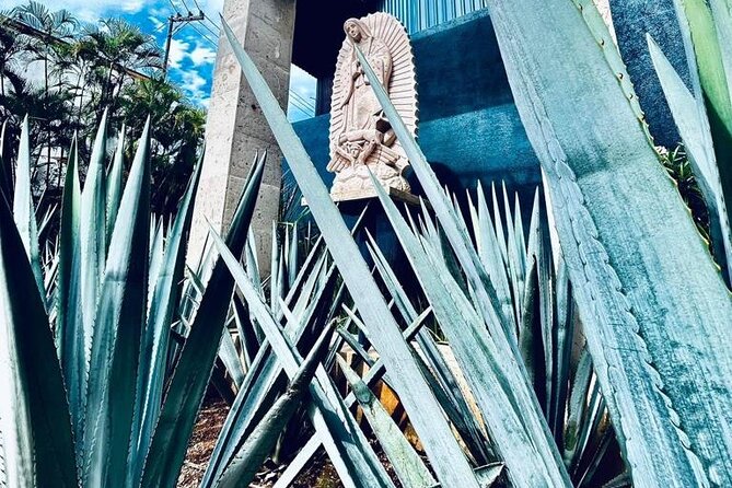 Cultural tour, city fields and distillery - Key things to notice on this Tequila tour