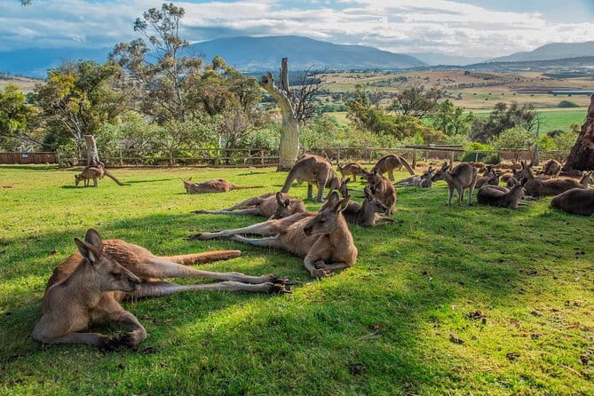 Distillery Tour and Guided Tasting - Where This Fits on Your Tasmania Route (And Why It’s a Smart Stop)