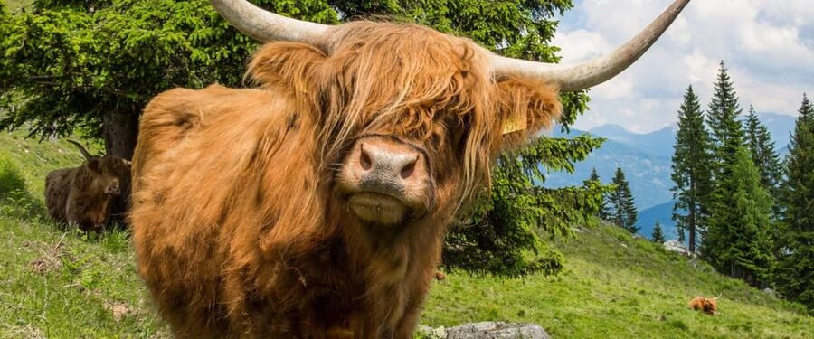 Edinburgh: Loch Ness, Scenic Walk, Glencoe & Whisky Day Tour - Glencoe and Fort William area: where the views feel cinematic