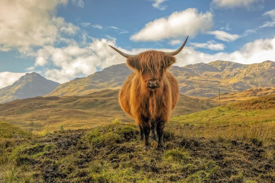 From Edinburgh: Stirling Castle, Loch Lomond & Whisky Tour - Getting west from Edinburgh: Glasgow, Clydeside, and a real whisky session