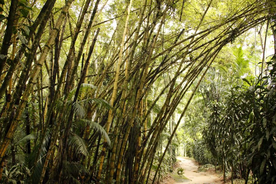 Full-Day Jungle Jeep Waterfall and Cachaça Distillery Tour - The Waterfall Stops: Tobogã and Poço do Tarzan time