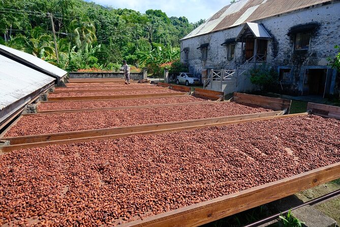 Full-Day Tour: Concord Waterfall, Chocolate Factory, Rum Distillery, Grand Etang - Why This Full-Day Grenada Mix Works When Your Time Is Short