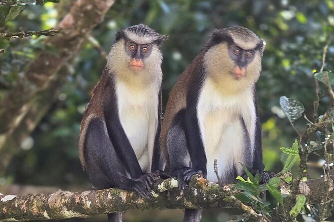 Full-Day Tour: Concord Waterfall, Chocolate Factory, Rum Distillery, Grand Etang - The Real Value of the $115 Price: What You’re Not Paying For