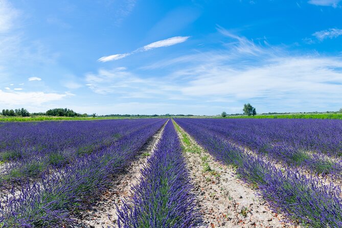 Guided tour Distillery of Lavender between Nîmes & Arles - Meeting at Le Mas Neuf: Where the Story Begins and Ends