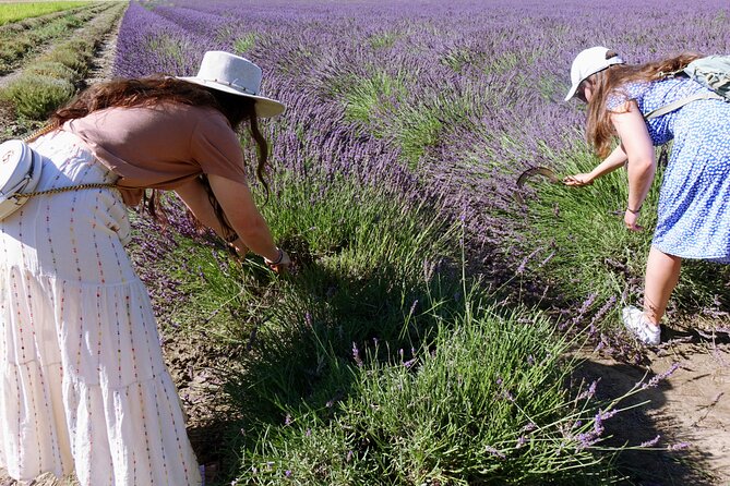 Guided tour Distillery of Lavender between Nîmes & Arles - Guide Style: Humor, Clear Explanations, and Quick Language Switching