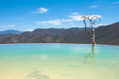 Hierve el Agua, Tule Tree, Mitla and Mezcal Distillery Tour - Stop 1: The Tule Tree’s 40 minutes of living legend