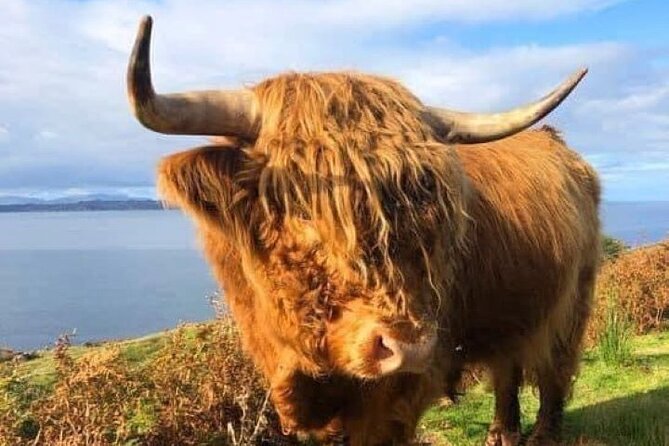 Invergordon Cruise Ship Tour Dunrobin Castle, Dornoch, Distillery - Stop 3: Dunrobin Castle and Gardens with the falconry display