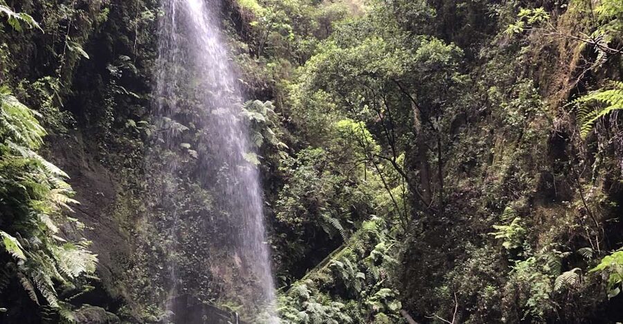 La Palma: North Island Bus Tour with Ron Aldea Distillery - Key things to know before you go