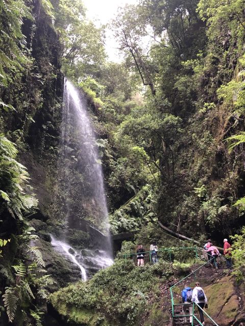La Palma: North Island Bus Tour with Ron Aldea Distillery - The Laurel Forest of Cubo de La Galga (Where the Green Feels Close)