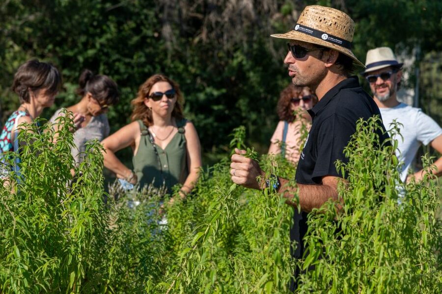 Lavender Field & Distillery Tour between Nimes & Arles - Picnic Tables, Food and Drink, and a Comfortable Stopover