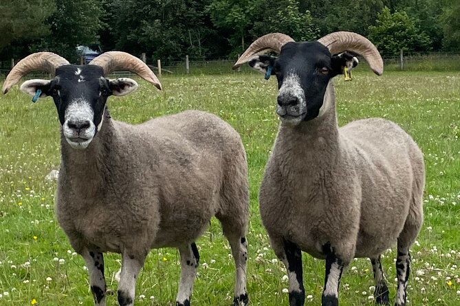 Loch Ness, Culloden, Clava and whisky/gin tour from Inverness. - Beauly priory and Robertsons Farm: a calmer stop with real local flavor
