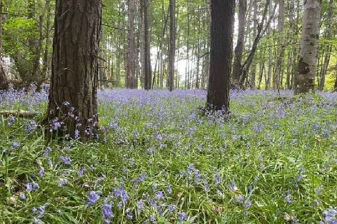 Loch Ness, Culloden, Clava and whisky/gin tour from Inverness. - Culloden Battlefield walk: the moment that makes the Highlands click