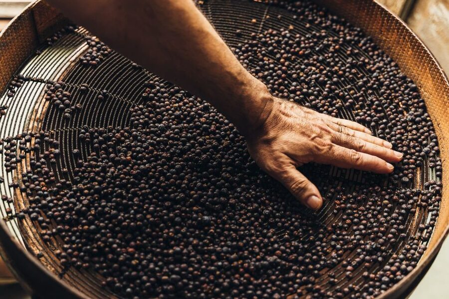 Mahón: Gin Distillery Tour with Tasting & Appetizers - Key highlights worth knowing