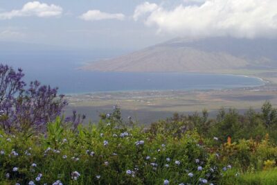 Maui Farm Distillery and local craft experience Full-Day Tour - Surfing Goat Dairy: Start With Cheese and Goats on a Board