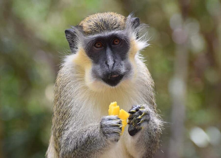 Monkey Feeding & Historic Sugar Plantation & Rum Distillery - St Nicholas Abbey Sugar Plantation and Rum Distillery Tour