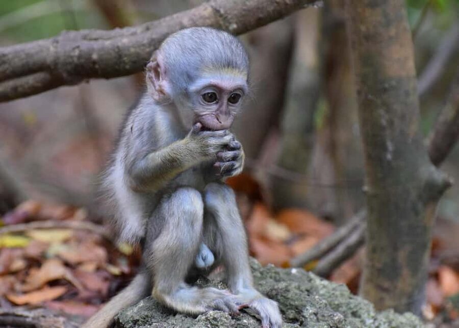 Monkey Feeding & Historic Sugar Plantation & Rum Distillery - Bathsheba Stop: Seeing Barbados From the Atlantic Side