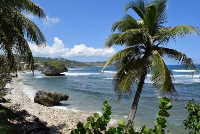 Monkey Feeding & Historic Sugar Plantation & Rum Distillery - Cherry Tree Hill: The Scenic Steam Train Option