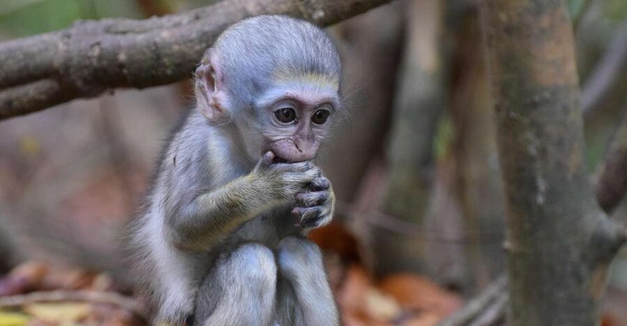 Monkey Feeding & Historic Sugar Plantation & Rum Distillery - Value Check: Why This Combo Tour Makes Sense
