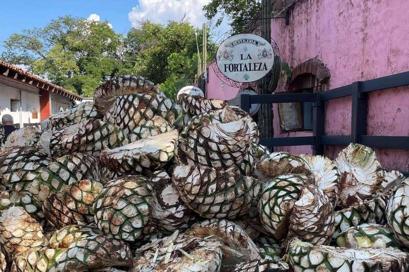 Private Adventure to Tequila and la Fortaleza Distillery - Who this private Tequila day fits best