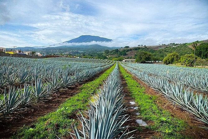Private One Day Adventure Tour in Tequila and La Fortaleza Distillery - The price question: what $191.16 per person buys you