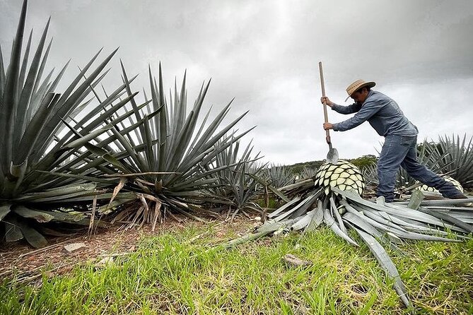 Private One Day Adventure Tour in Tequila and La Fortaleza Distillery - Guides, language, and the “private day” reality check