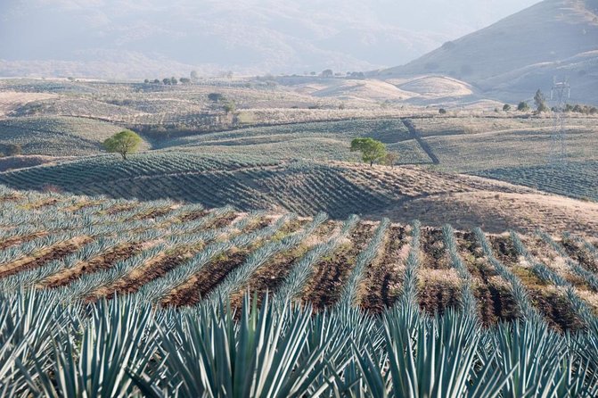 Private Tour La Fortaleza Distillery and visit to Tequila - Key highlights you should care about