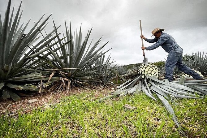 Private Tour one day in Guachimontones and La Fortaleza Distillery - Should you book this private Guachimontones and tequila day?