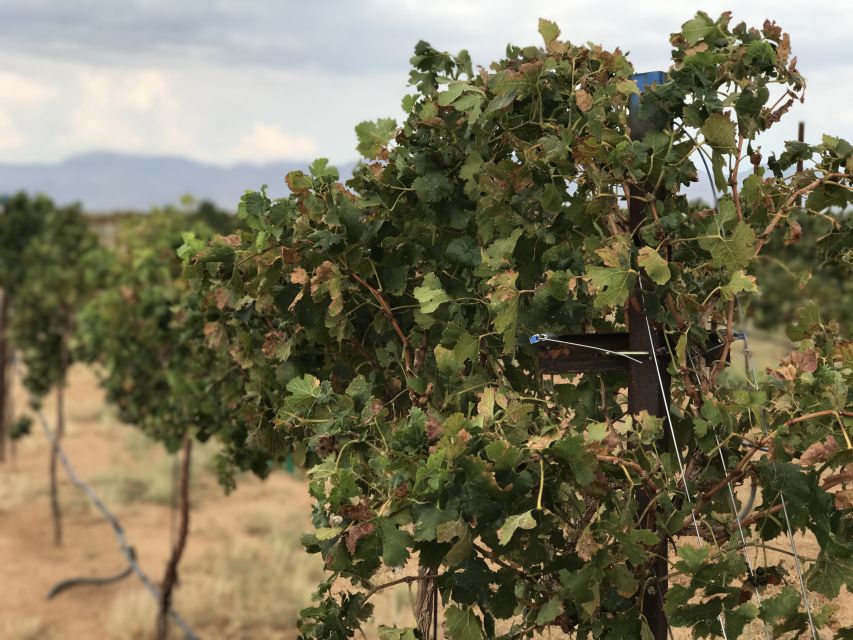 Scenic Desert Wine, Distillery Tastings/Brewery/RT66 & Lunch - Desert Diamond Distillery: guided small-batch spirit tasting