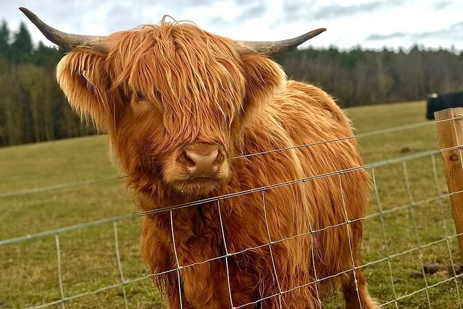 Scone Palace, Nature, Pitlochry, Whisky Experience from Edinburgh - Doune Castle: a short stop for film fans and castle fans