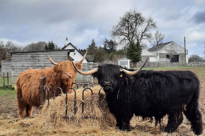 Scottish Whisky Distillery & Fairytale Dunrobin Castle - Pickup, timing, and the small-group feel