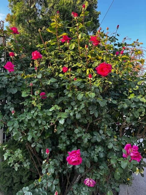 Sofia – Kazanluk Rose Valley & Oil Distillery Tour - Key things you’ll notice right away