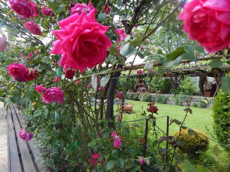 Sofia – Kazanluk Rose Valley & Oil Distillery Tour - Should you book this rose valley and oil distillery day trip?