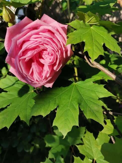 Sofia – Kazanluk Rose Valley & Oil Distillery Tour - Following the rose oil process (and shopping with confidence)