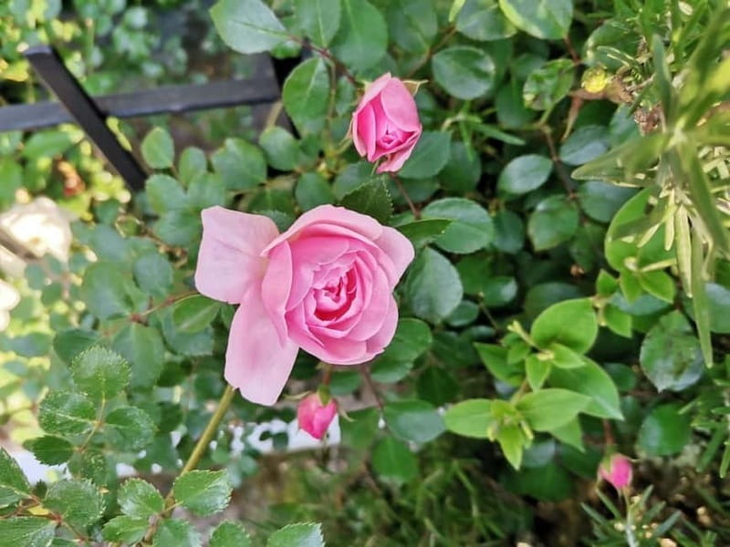 Sofia – Kazanluk Rose Valley & Oil Distillery Tour - What to bring (and what to avoid)