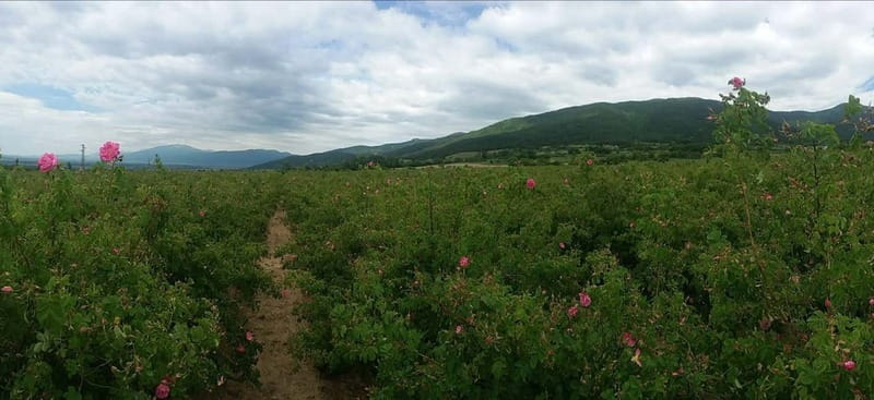 Sofia – Kazanluk Rose Valley & Oil Distillery Tour - Who this tour fits best