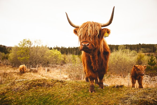 Speyside Whisky Day Tour from Inverness Including Admissions - Who this Speyside whisky day trip is best for