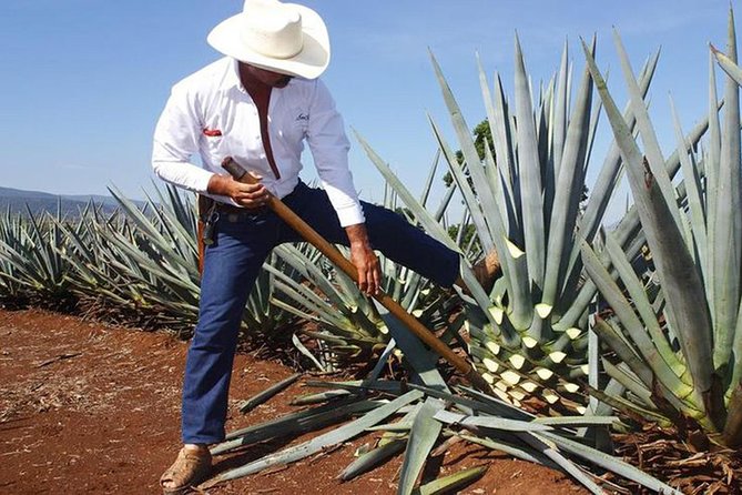 Tequila distillery experience, Jose Cuervo & Tequila Magic Town - Key Points to Know Before You Go