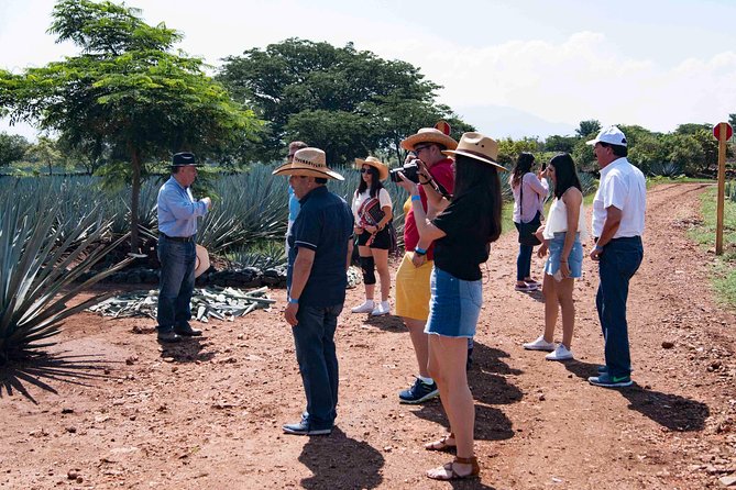 Tequila distillery experience, Jose Cuervo & Tequila Magic Town - The Traditional Distillery Stop: Cooked Agave, Distillation, and Tastings