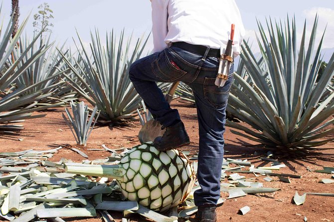 Tequila distillery experience, Jose Cuervo & Tequila Magic Town - Jose Cuervo Distillery Forum Option: What Changes When You Add It