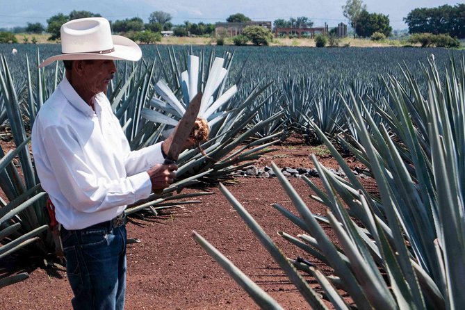 Tequila distillery experience, Jose Cuervo & Tequila Magic Town - Price and Value at $79.80: What You’re Actually Paying For