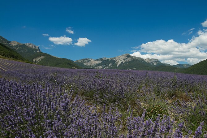 Tour Guide of an Essential Oil Distillery in the Drôme - How long it feels, group energy, and the language factor